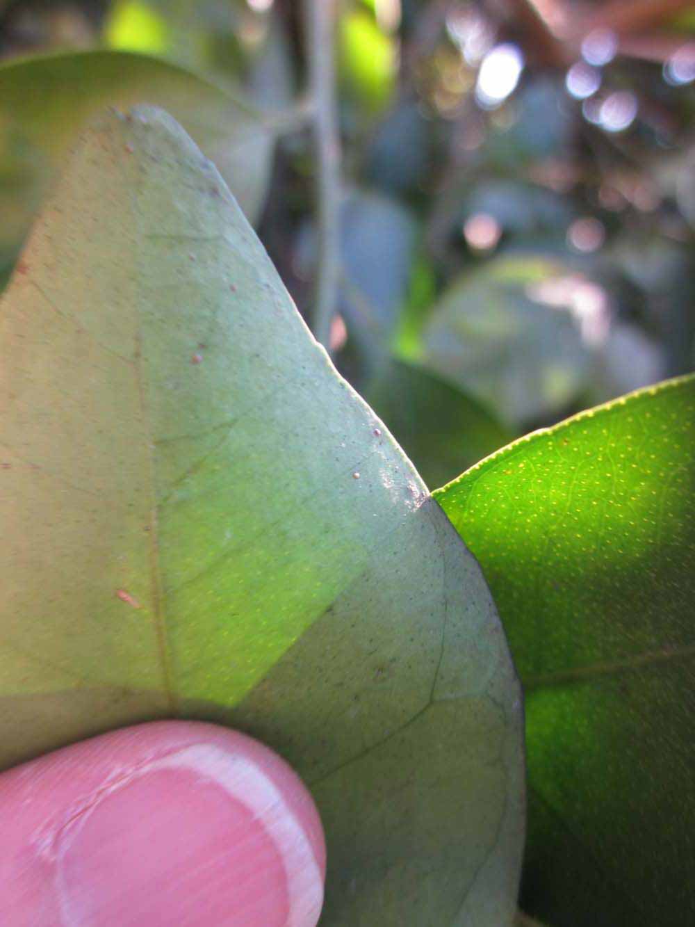              Margin (Winter Haven, FL)       